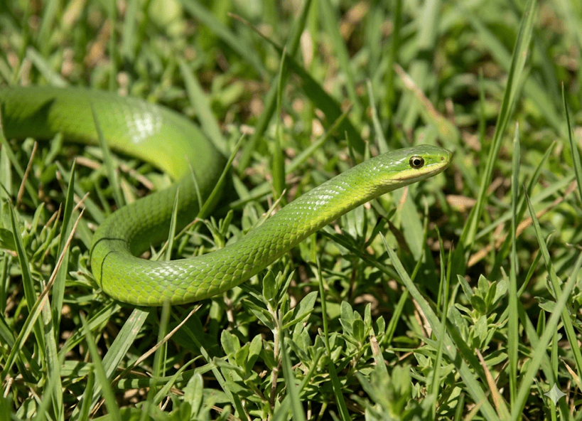 Smooth Greensnake